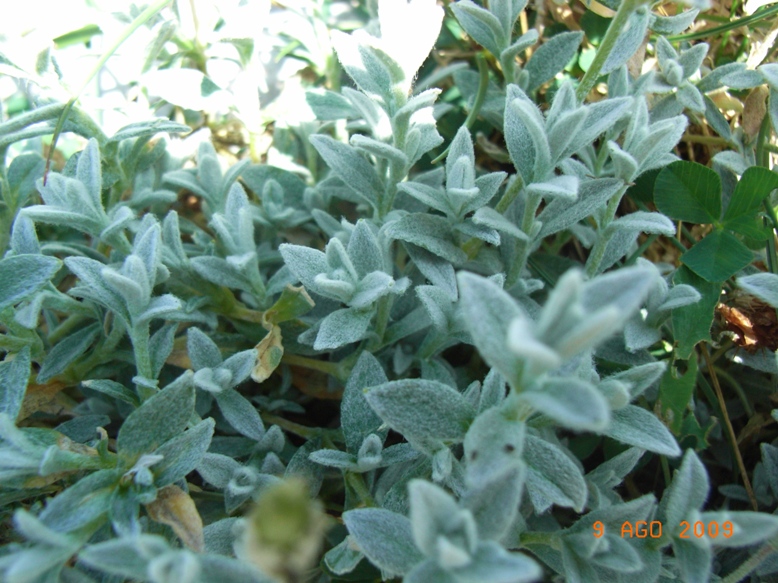 Cerastium tomentosum / Peverina tomentosa